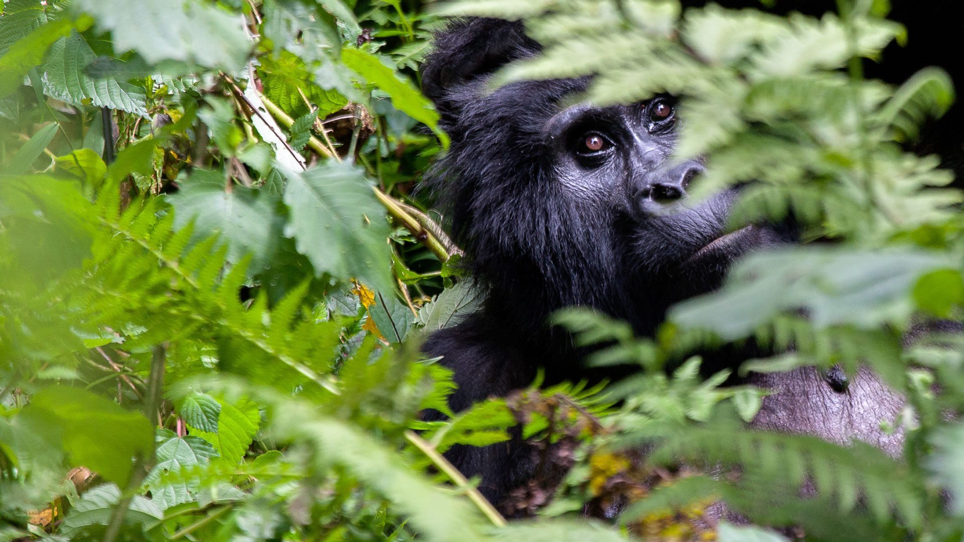 Best 1 Day Gorilla Tour Rwanda