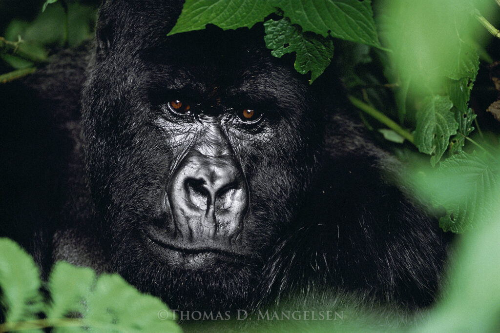Silverback Gorilla Up close