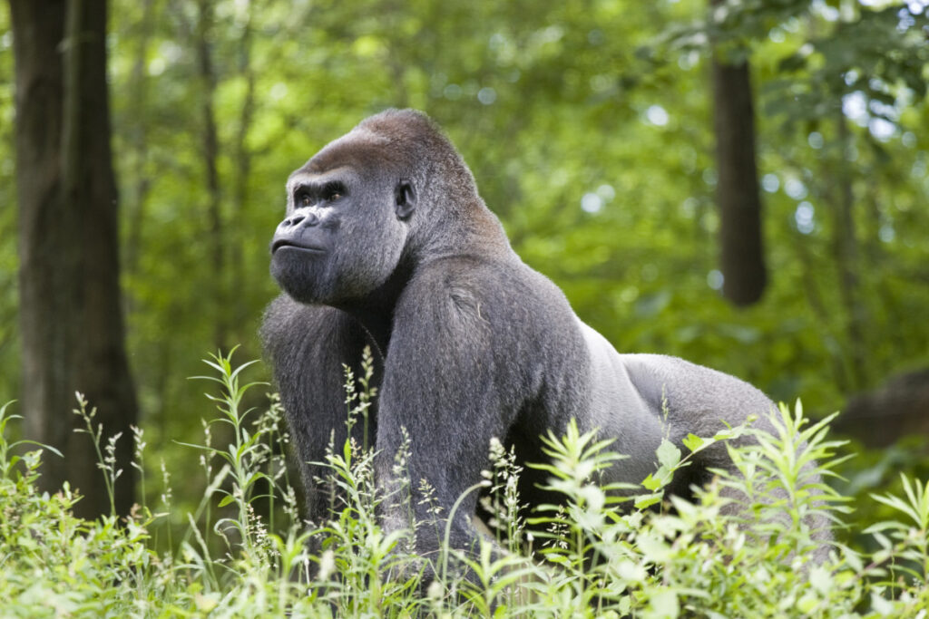 Gorilla Tour Rwanda