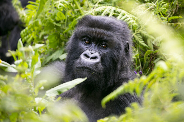 silverback gorilla