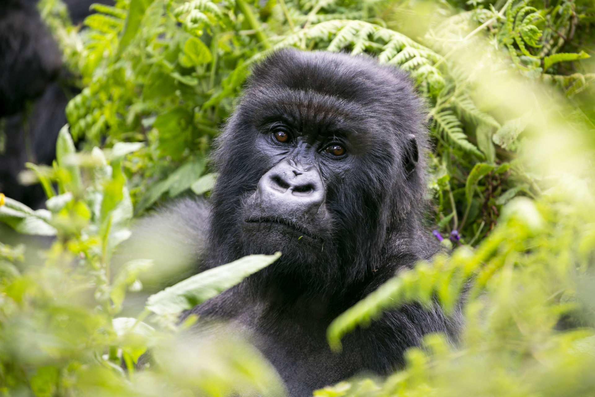 silverback gorilla