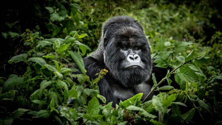 Gorilla Tour Rwanda
