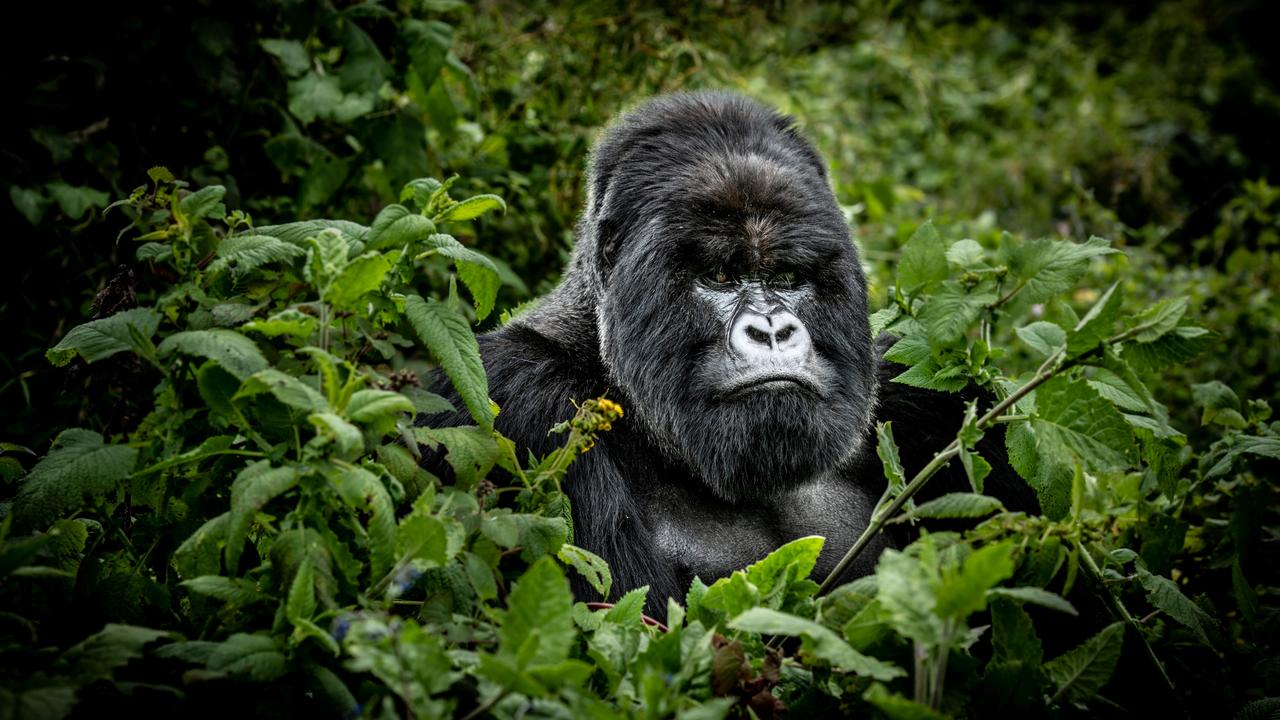 Gorilla Tour Rwanda